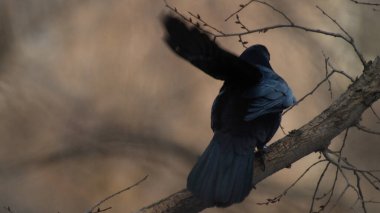 Birds in Kazakhstan Almaty city