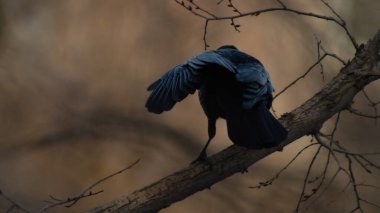 Birds in Kazakhstan Almaty city