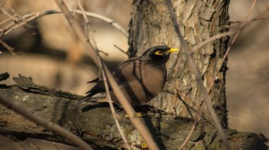 Birds of Kazakhstan in the City of Almaty