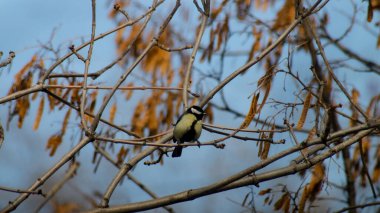 Birds of Kazakhstan in the City of Almaty