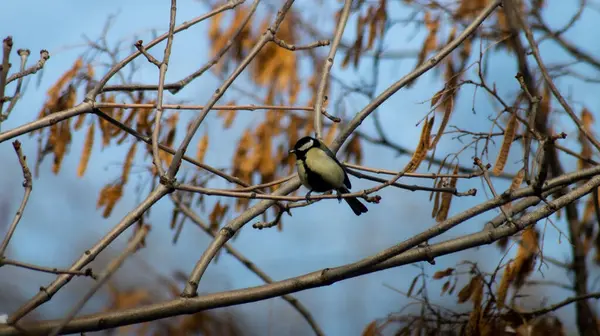 stock image Birds of Kazakhstan in the City of Almaty