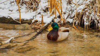 Birds of Kazakhstan in the City of Almaty