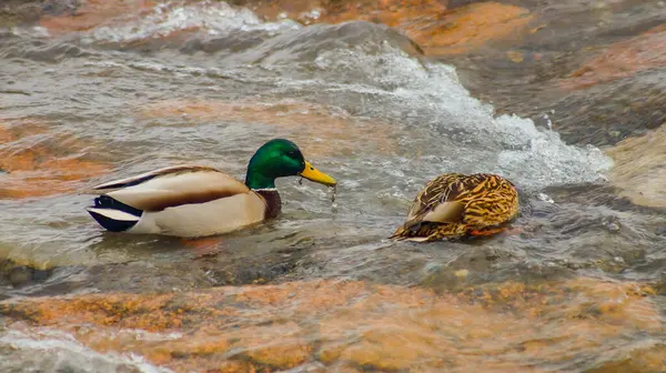 Birds of Kazakhstan in the City of Almaty