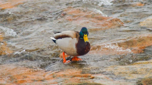 Birds of Kazakhstan in the City of Almaty