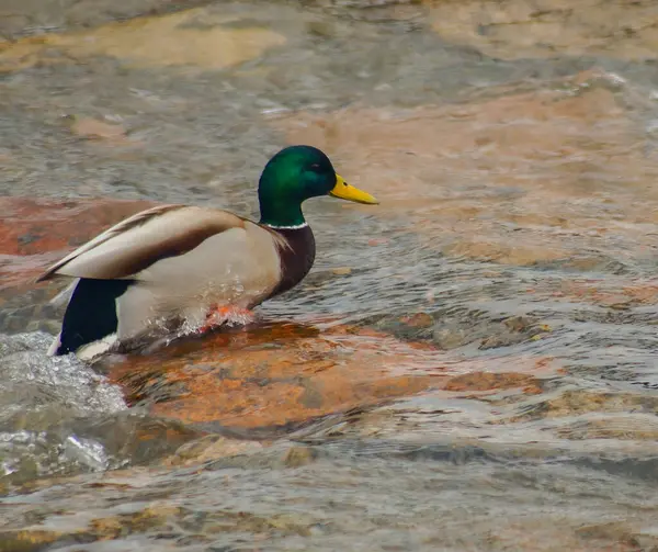 Birds of Kazakhstan in the City of Almaty
