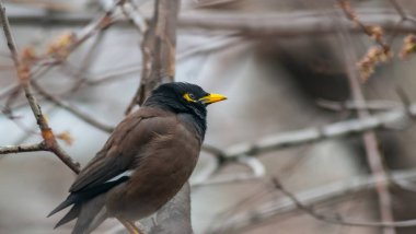 Birds of Kazakhstan in the City of Almaty