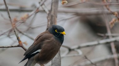 Birds of Kazakhstan in the City of Almaty
