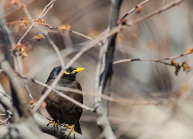 Birds of Kazakhstan in the City of Almaty