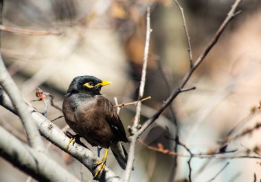 Birds of Kazakhstan in the City of Almaty