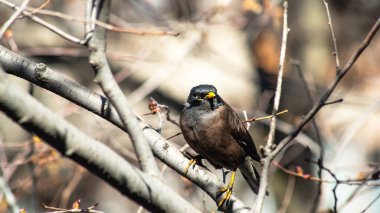 Birds of Kazakhstan in the City of Almaty