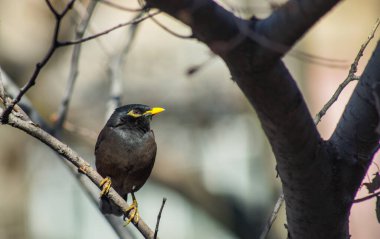Birds of Kazakhstan in the City of Almaty