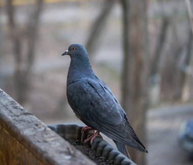 Almatı şehrinde Kazakistan kuşları