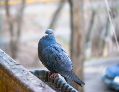 Birds of Kazakhstan in the City of Almaty