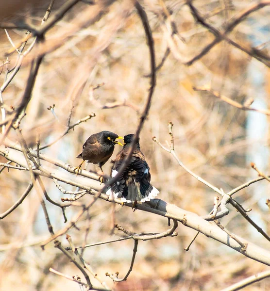 Birds Kazakhstan City Almaty — 图库照片