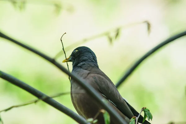 Locust Starling Busy Nest Building — Stock Photo, Image