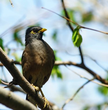 Neşeli çekirge. Kameranın önündeki ağaçta sığırcık var.