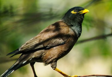Neşeli çekirge. Kameranın önündeki ağaçta sığırcık var.