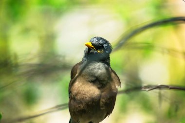 Neşeli çekirge. Kameranın önündeki ağaçta sığırcık var.
