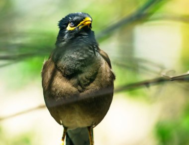 Neşeli çekirge. Kameranın önündeki ağaçta sığırcık var.