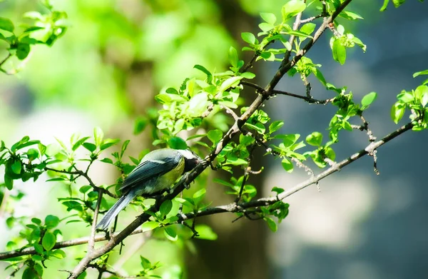 Mały Titmouse Siedzi Krzakach — Zdjęcie stockowe