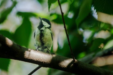 Little tit flies to eat