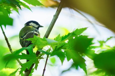 Kameraya poz veren küçük meme faresi