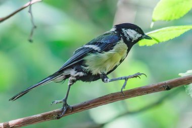 Ağaçlarda çok küçük bir meme faresi