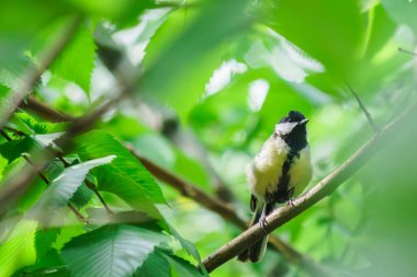 Şehirdeki ağaçtaki tüylü dostlarımız