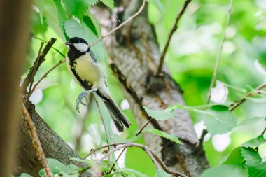 Şehirdeki ağaçtaki tüylü dostlarımız