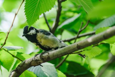 Şehirdeki ağaçtaki tüylü dostlarımız