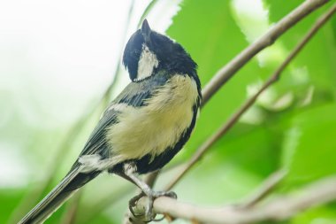 Şehirdeki ağaçtaki tüylü dostlarımız