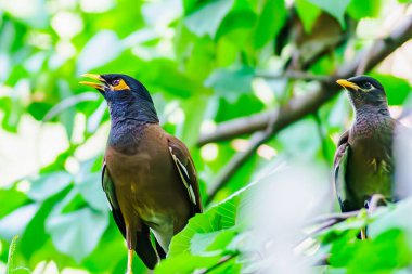 Locust Starling (Myna) şehirde yaşıyor.