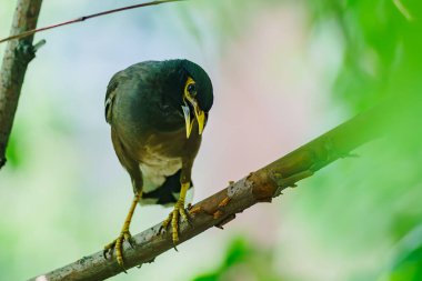 Çekirge sığırcığı bir şehir ağacında oturuyor.