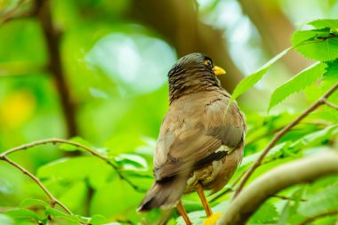 Sonbahar kuşları poz vermek için uçtu
