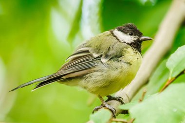 Sonbahar kuşları poz vermek için uçtu