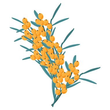 Yapraklı bir dalda deniz dikenli üzümler. Bir el çizimi biçiminde vektör illüstrasyonu