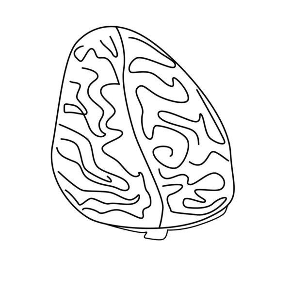 Vector Illustration Human Brain Top View Image Black White Stroke — Stock Vector