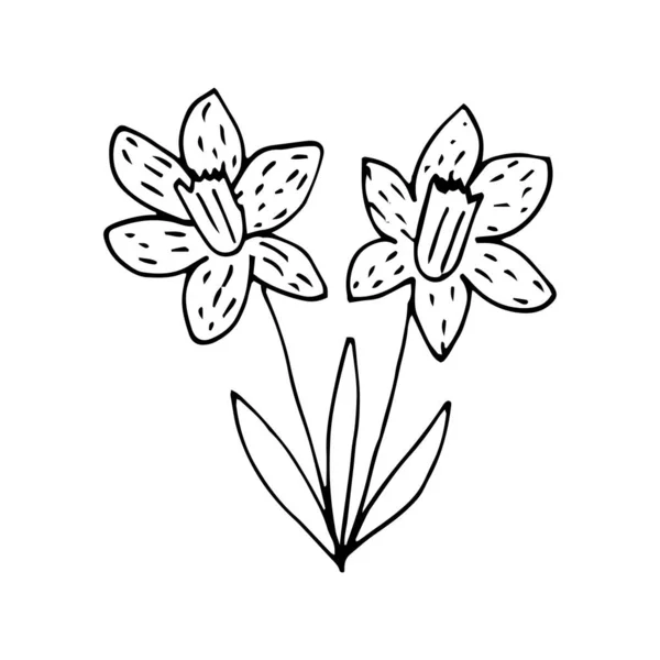 モノクロームの庭のダフォドールの花のスケッチ 手描きでベクトルイラスト — ストックベクタ