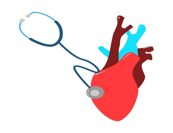 听诊器显示人类心脏的解剖学图解 白色背景的矢量图解 适合网站 移动应用作为医疗背景 — 图库矢量图片