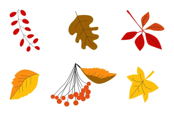 Jogo Folhas Outono Com Rowanberry Ilustração Vetorial Colorida Sobre Fundo — Vetor de Stock