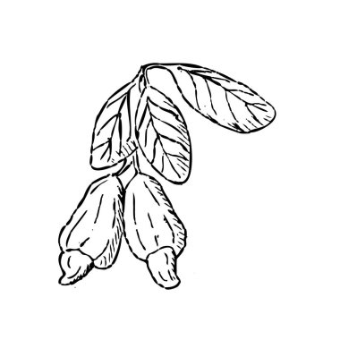 Kaju fıstıklı brunch 'ın taslağını elle çizdim. Vektör illüstrasyonu izole edildi. Gıda geçmişi, ambalaj kağıdı ve tebrik kartı için uygun.. 