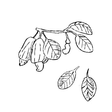 Kahvaltıda kaju fıstığının el çizimi vektör çizimi. Vektör illüstrasyonu izole edildi. Gıda geçmişi, ambalaj kağıdı ve tebrik kartı için uygun.. 