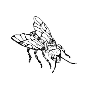 Bal arısı manzaralı skeç. Klasik çizim, taslak vektör. Poster, kart, pankart ve etiket için vektör illüstrasyonu kullanılabilir. Retro biçimi. 