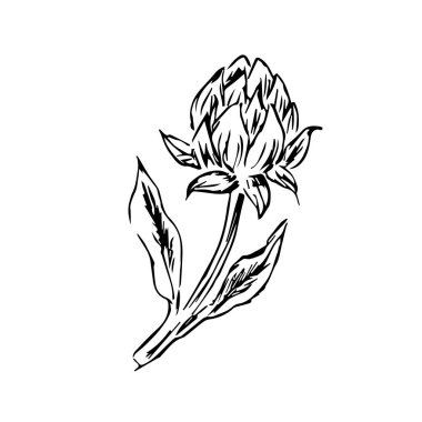 Bal çiçeği yoncalarının karalama çizimi izole edilmiş. Botanik tasarım için vektör illüstrasyonu, posterler ve iç mekan için baskı kullanılabilir. Retro vintage illüstrasyon yonca taslağı. 