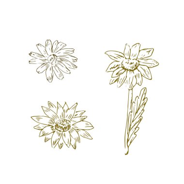 İzole edilmiş bal çiçeğinin karalama çizimi. Botanik tasarım için vektör illüstrasyonu, posterler ve iç mekan için baskı kullanılabilir. Retro vintage illüstrasyon papatya çizgisi. 