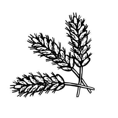 Buğday demetinin vektör çizimi. Hasat elementinin oyması.