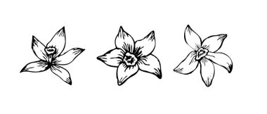 Sticks skeç seti olan Vanilla Flower. Orkide çiçeği ve kozaların vektör eliyle çizilmiş hali. Bir demet sopa ve çiçek izole edilmiş. Çizgi çizimi sanat tarzında.