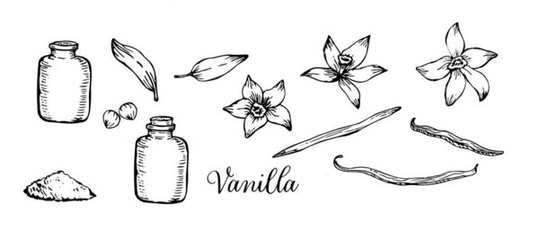 Красивый эскиз ванильных цветов и стручков в деликатном, ручном стиле. Идеальная линейка иллюстраций для натуральных, органических продуктов.