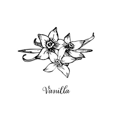 Sticks skeç seti olan Vanilla Flower. Orkide çiçeği ve kozaların vektör eliyle çizilmiş hali. Bir demet sopa ve çiçek izole edilmiş. Çizgi çizimi sanat tarzında.