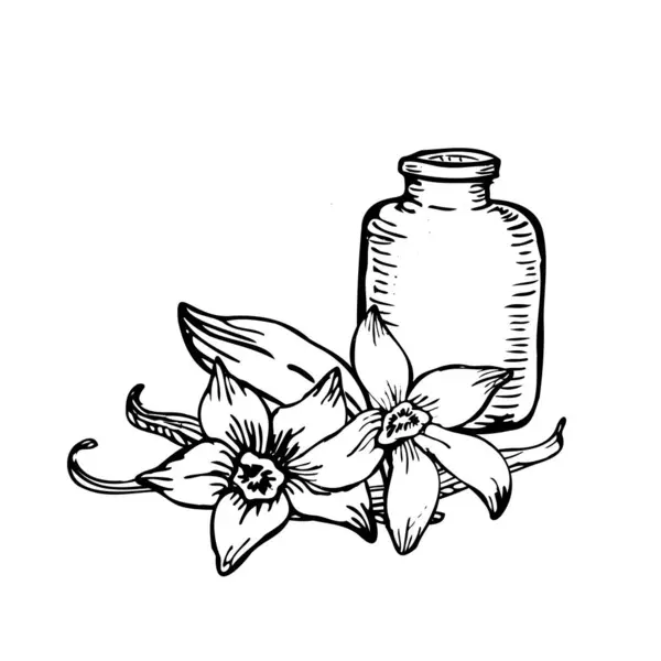 Vanilya orkide çiçekleri ve kapsüllerinin ayrıntılı vektörü, çizgi sanatı ile resmedilmiş. Şık bir dal ve çiçek demeti, markalaşma ve paketleme için ideal..